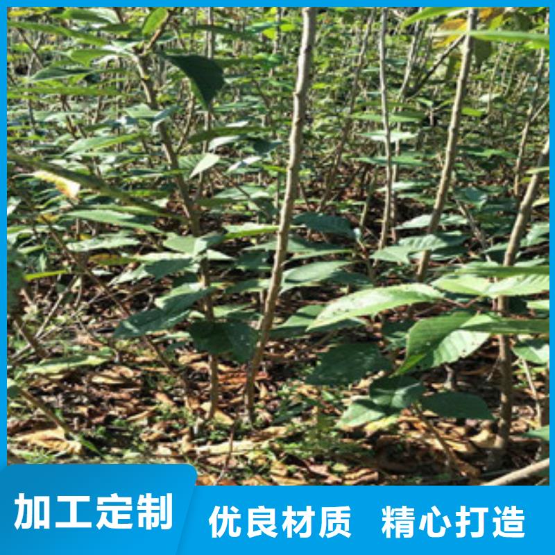 櫻花占地果樹多家倉庫發(fā)貨