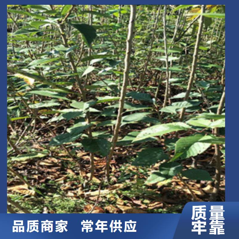 櫻花泰山景松造型景松價格實惠工廠直供