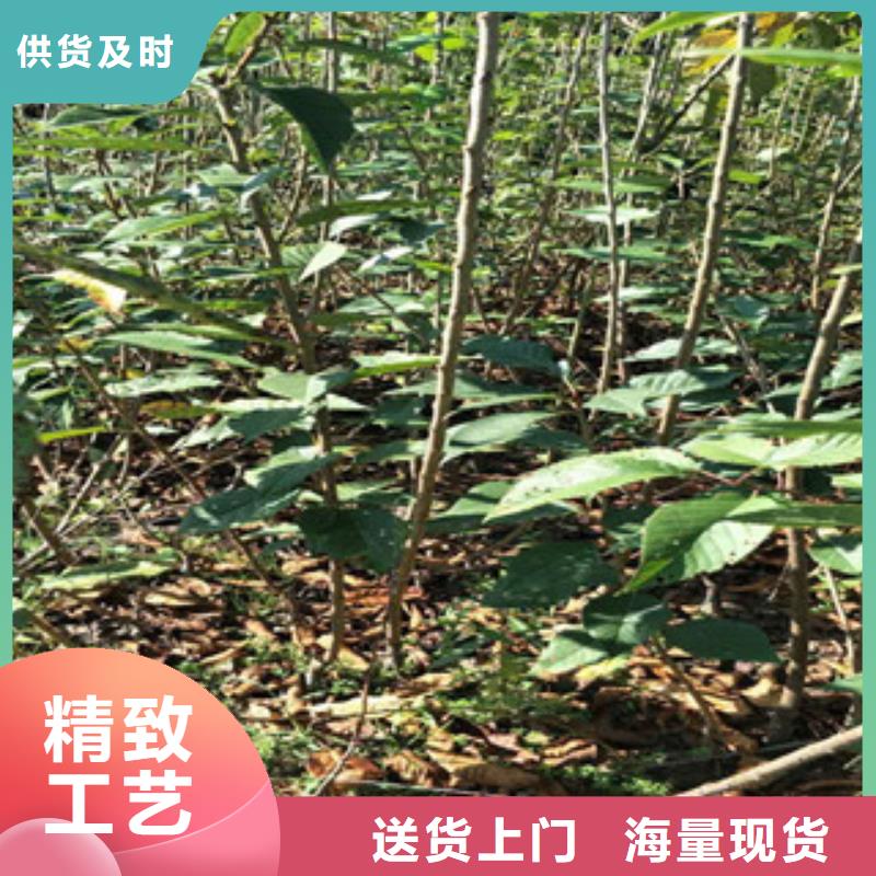櫻花-櫻桃苗批發(fā)商