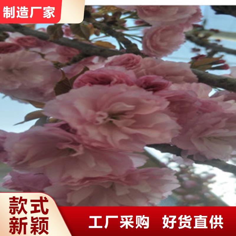 樱花钙果苗可定制有保障