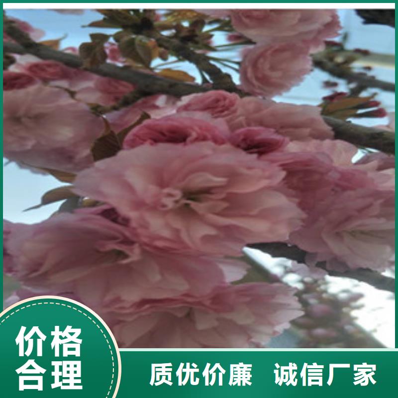 櫻花綠化樹綠化工程暢銷當地