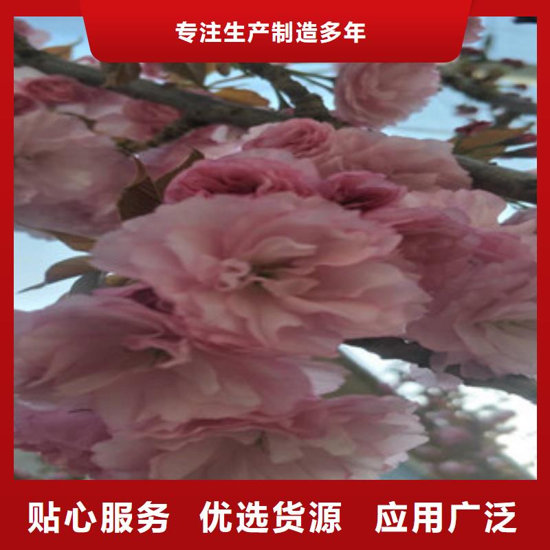 櫻花藍莓苗現(xiàn)貨快速采購
