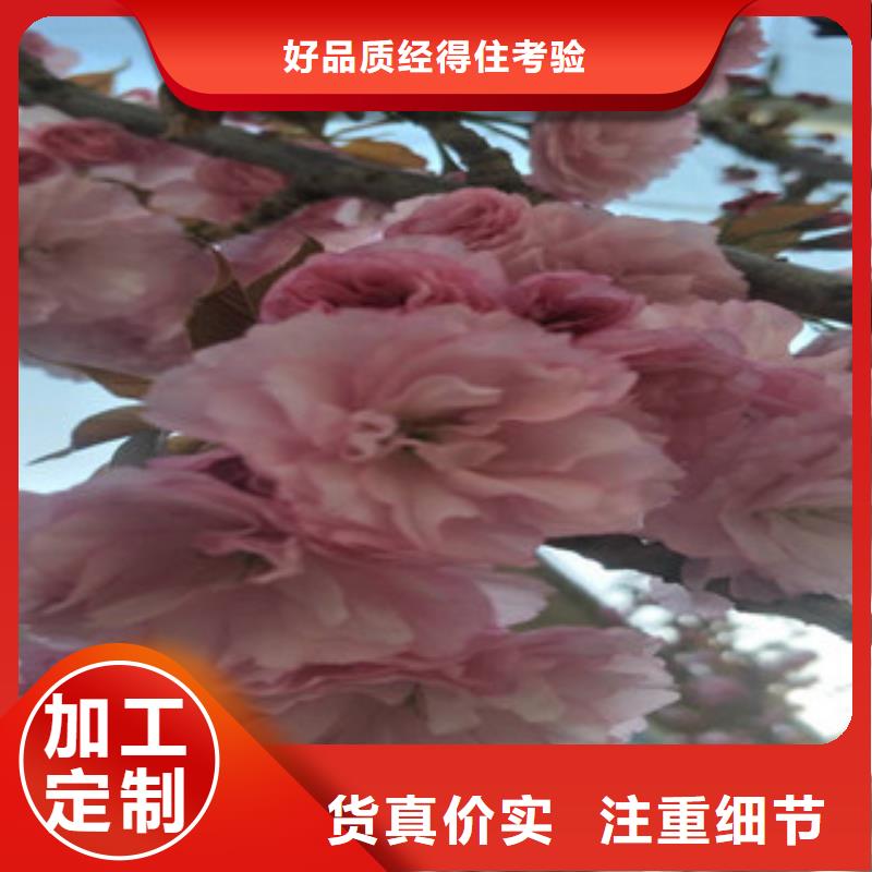 櫻花綠化樹綠化工程暢銷當地