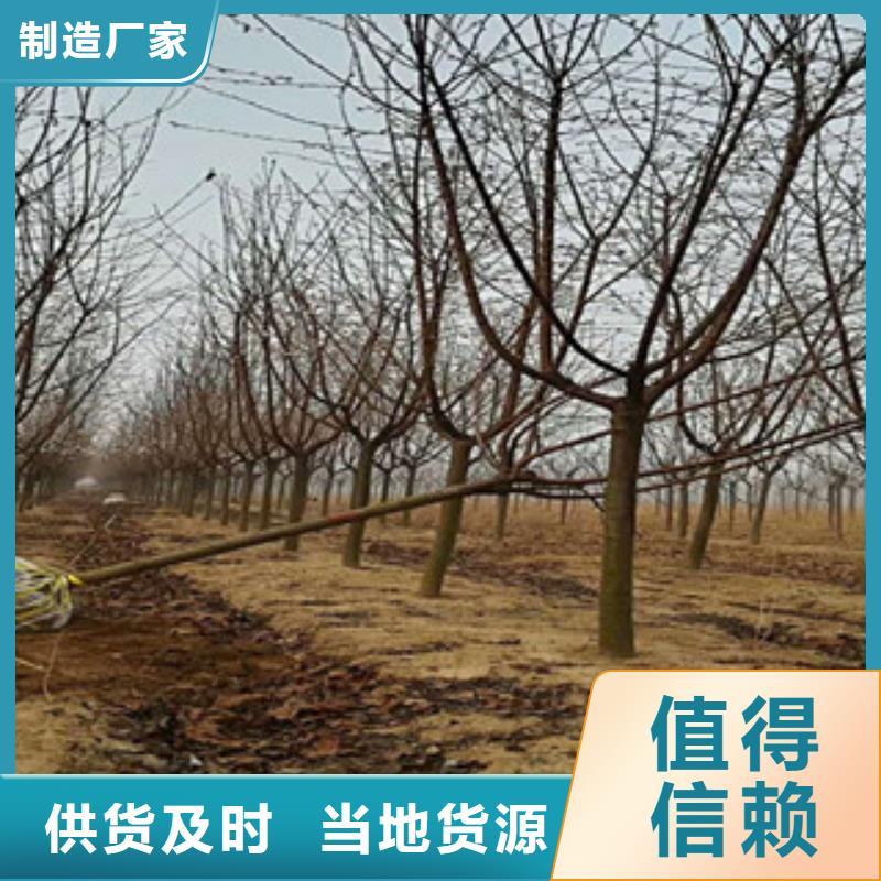 櫻花綠化樹綠化工程暢銷當地