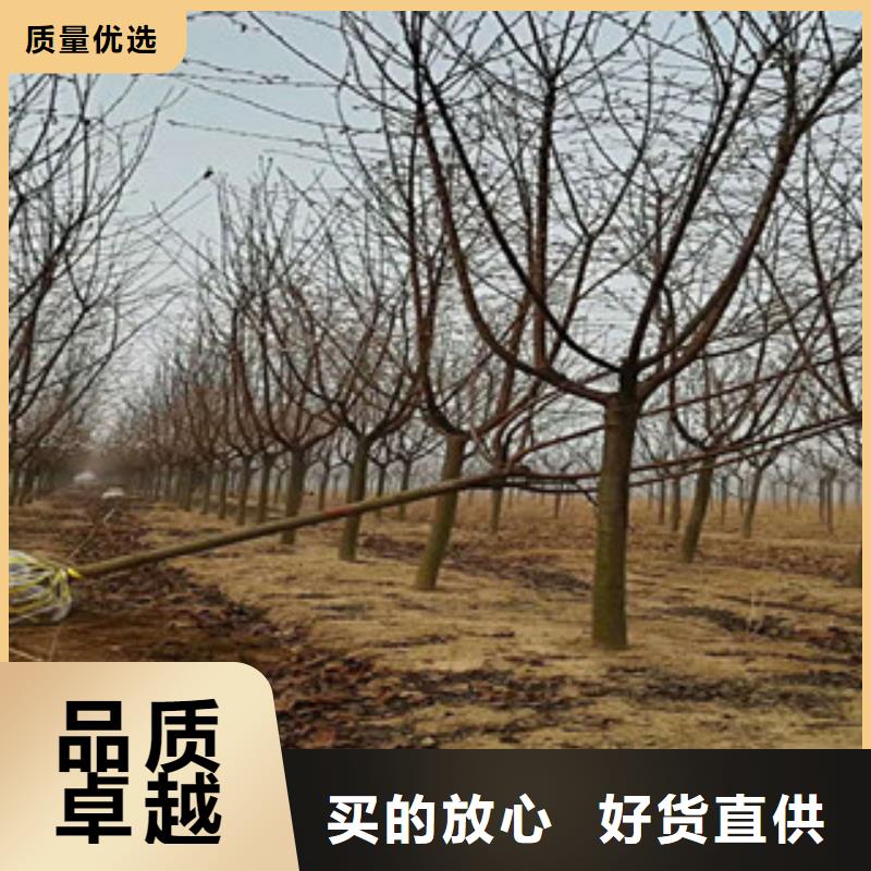 櫻花藍(lán)莓苗貨真價實