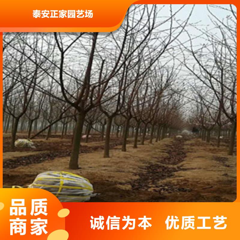 櫻花核桃苗櫻花苗長果桑樹苗廠家