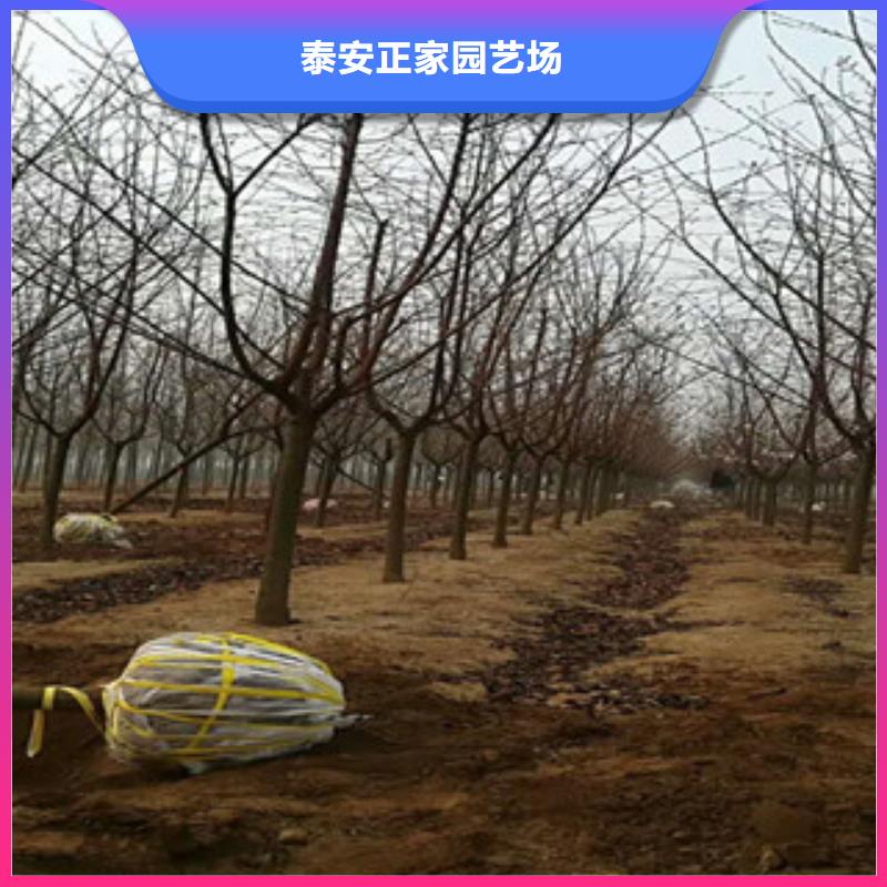 櫻花碧桃大品牌值得信賴