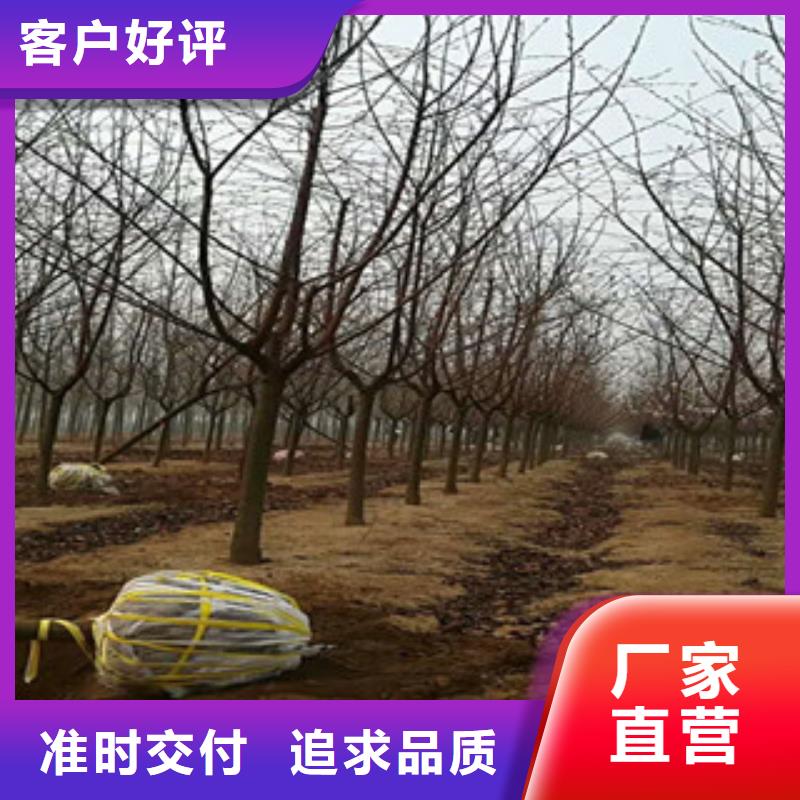 櫻花藍(lán)莓苗貨真價實