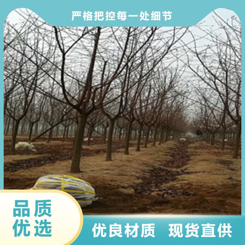 櫻花綠化樹綠化工程暢銷當地