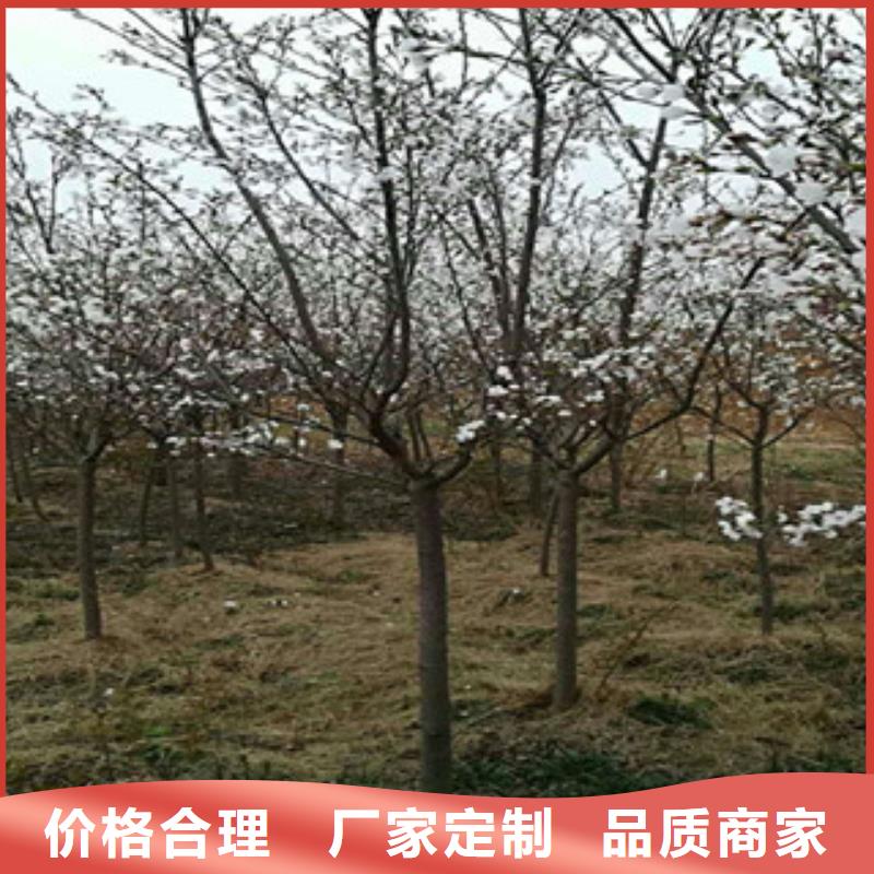櫻花綠化樹綠化工程暢銷當地
