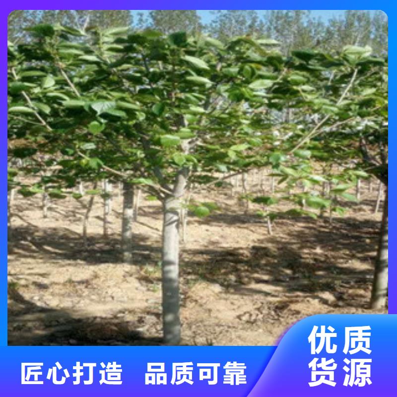 櫻花占地果樹現(xiàn)貨充足量大優(yōu)惠