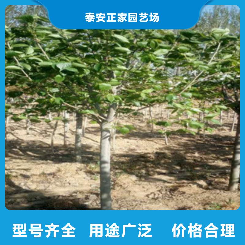 櫻花綠化樹綠化工程暢銷當地