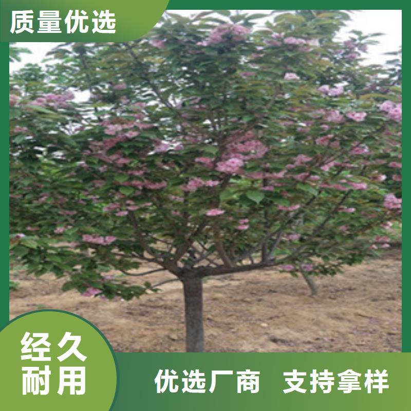 櫻花藍(lán)莓苗貨真價實