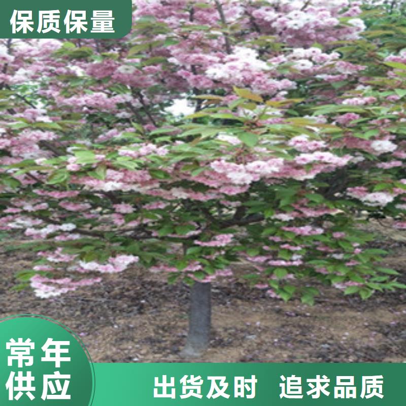 櫻花占地果樹現(xiàn)貨充足量大優(yōu)惠