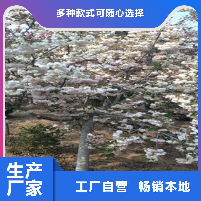 櫻花,樹莓苗歡迎來電咨詢