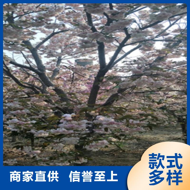 櫻花占地果樹現(xiàn)貨充足量大優(yōu)惠