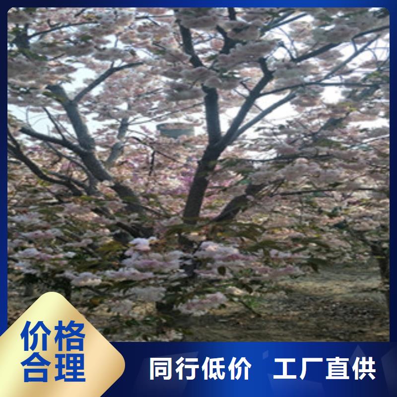 櫻花碧桃廠家直銷值得選擇