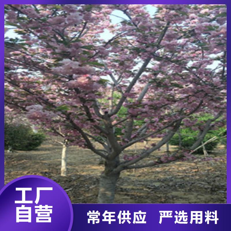 櫻花綠化樹綠化工程暢銷當地