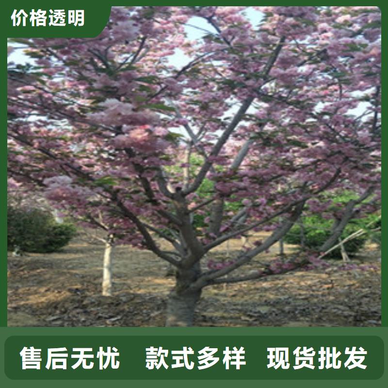 櫻花綠化樹綠化工程暢銷當?shù)?></div>
				 
					                           <!--  判斷下如果客戶有視頻，顯示這段-->
                        <div   id=