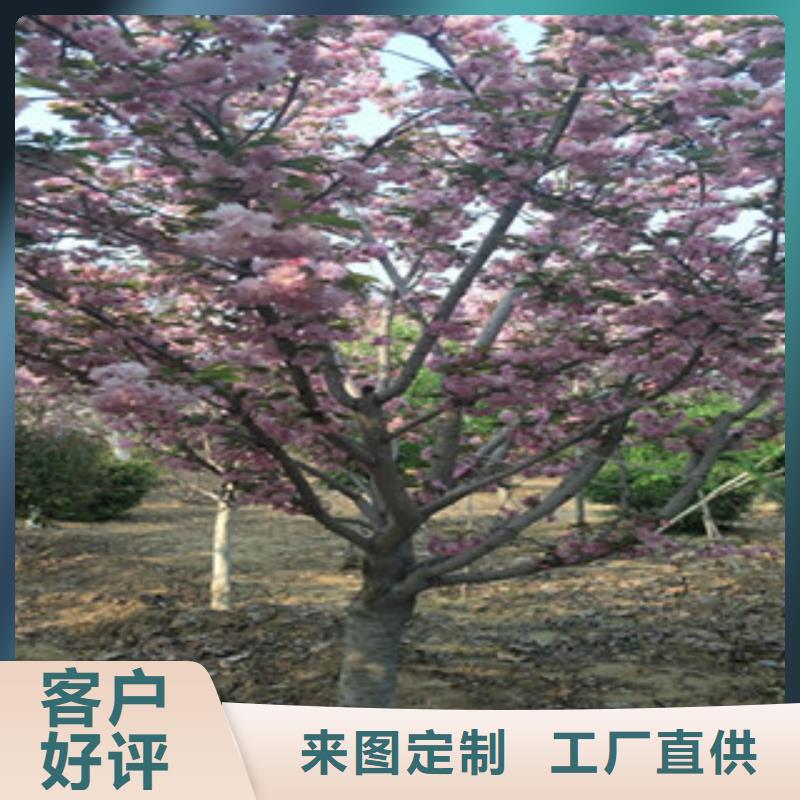 櫻花藍(lán)莓苗貨真價實