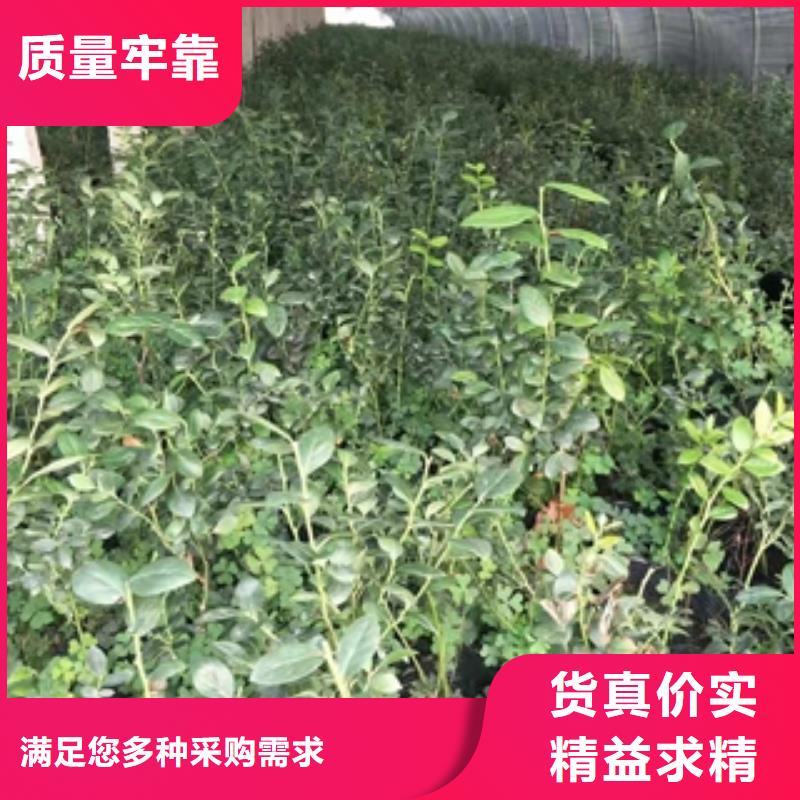 蓝莓苗绿化树绿化工程用心制作