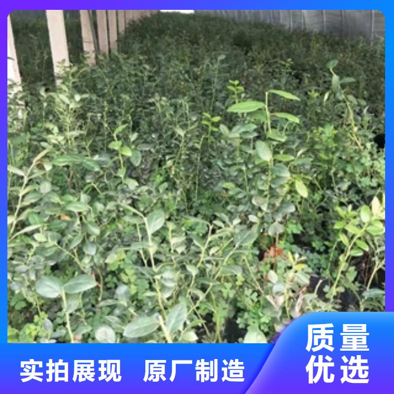 藍(lán)莓苗占地果樹廠家新品