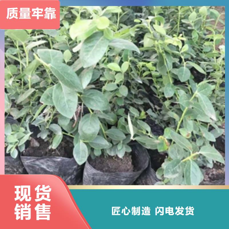 蓝莓苗绿化树绿化工程用心制作