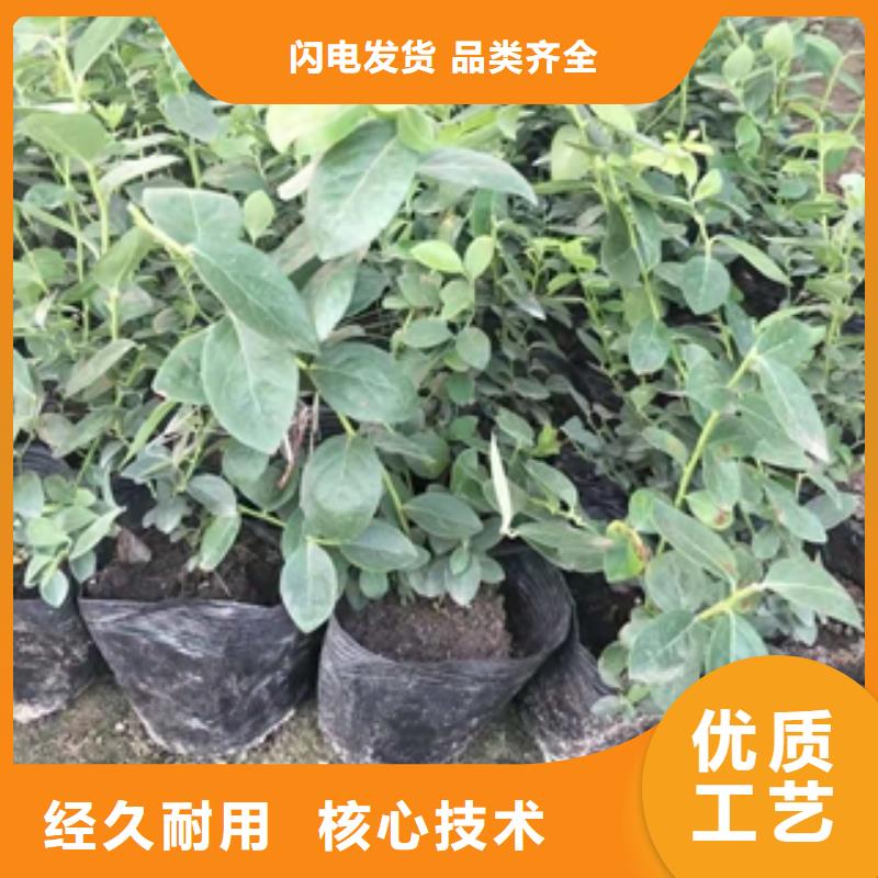 藍(lán)莓苗鈣果苗多種款式可隨心選擇