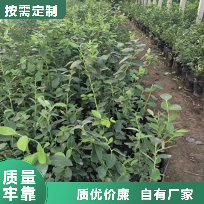 藍(lán)莓苗種類(lèi)多質(zhì)量好