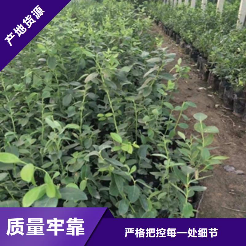 蓝莓苗国槐敢与同行比价格