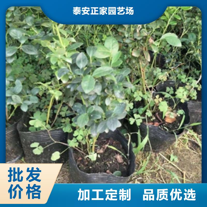藍(lán)莓苗泰山景松造型景松源頭實(shí)體廠商