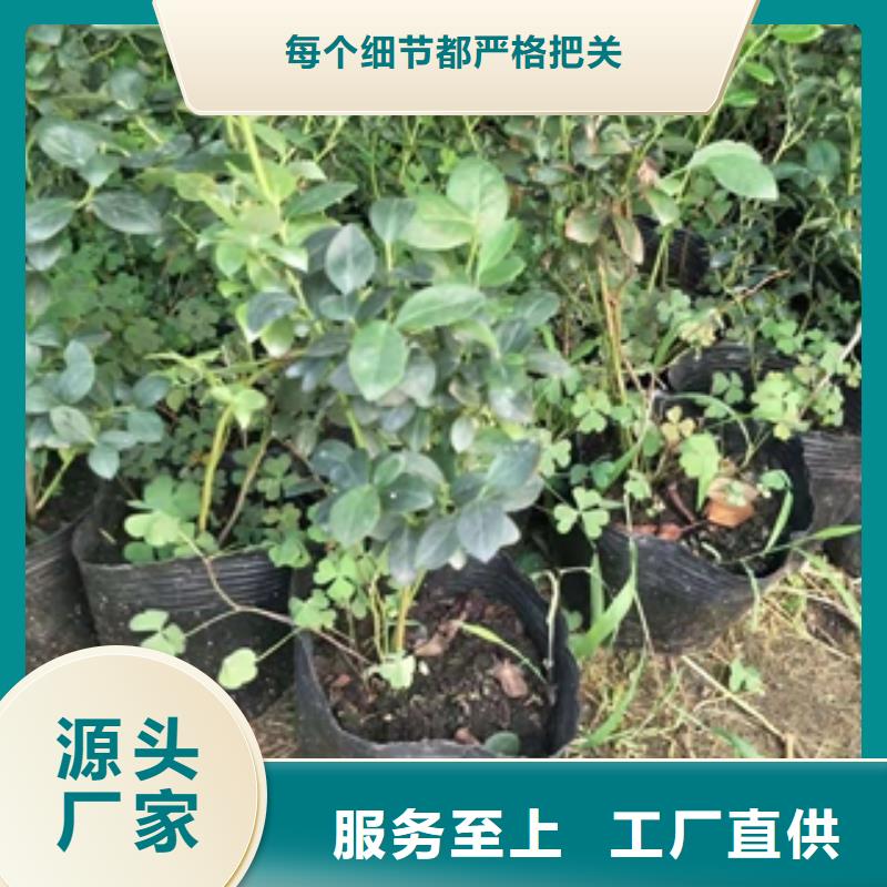 蓝莓苗国槐敢与同行比价格