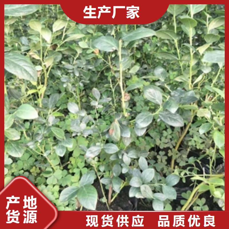 藍(lán)莓苗占地果樹源頭廠商