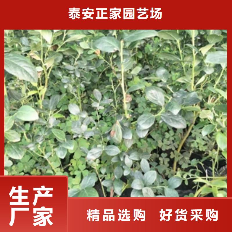藍(lán)莓苗細(xì)節(jié)之處更加用心