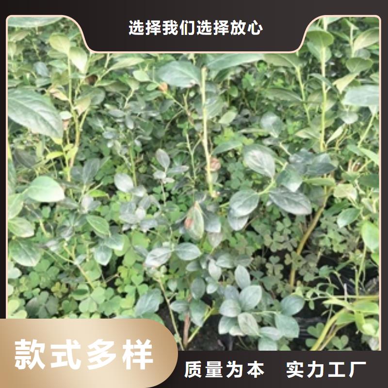 藍(lán)莓苗-占地果樹重信譽廠家