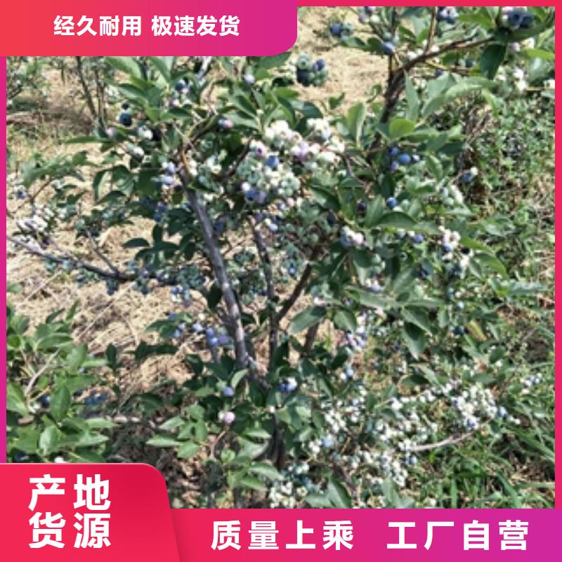 藍莓苗,碧桃不只是質(zhì)量好