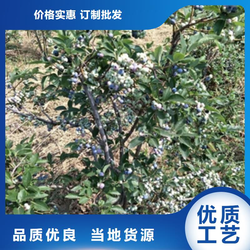蓝莓苗泰山景松造型景松好品质用的放心