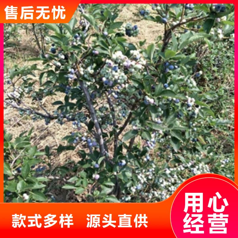 蓝莓苗樱桃苗质量检测
