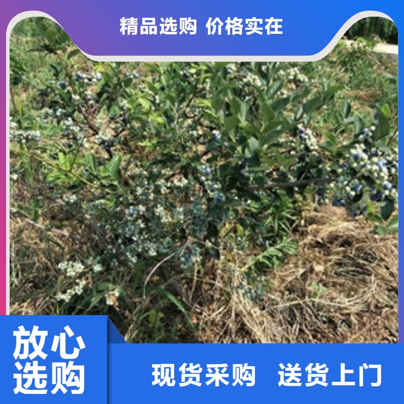 蓝莓苗占地果树好货采购