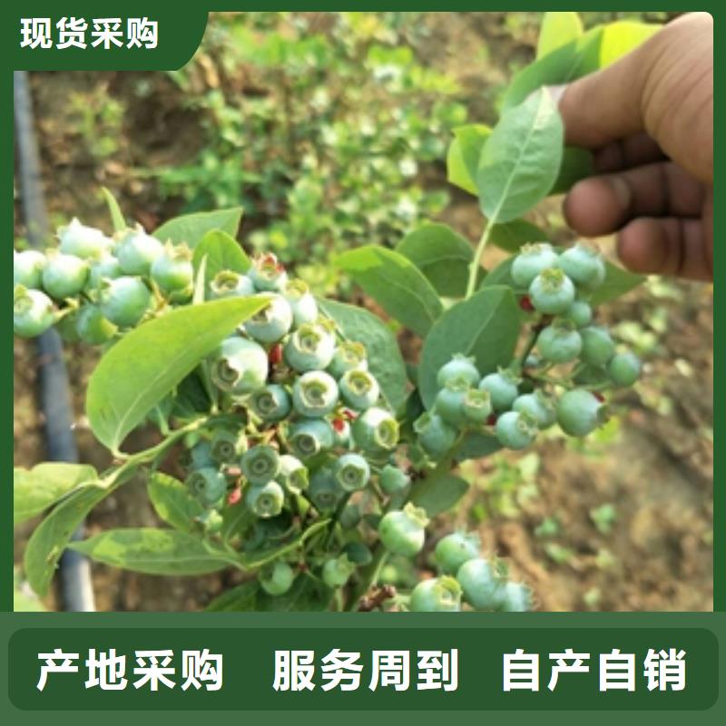 蓝莓苗绿化树绿化工程用心制作