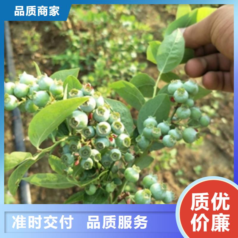 蓝莓苗泰山景松造型景松源头实体厂商