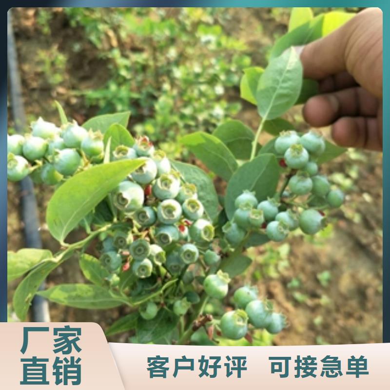 藍(lán)莓苗核桃苗櫻花苗長(zhǎng)果桑樹(shù)苗選擇大廠家省事省心