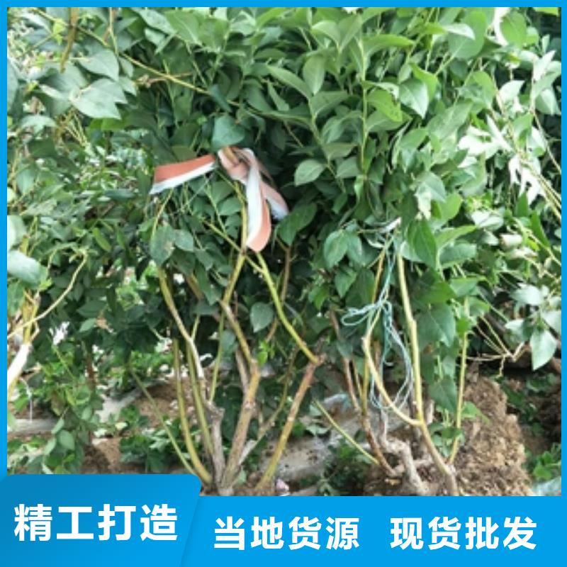 藍莓苗綠化樹綠化工程重信譽廠家