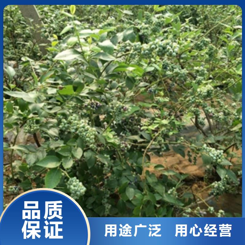 藍莓苗,核桃苗櫻花苗長果桑樹苗滿足您多種采購需求