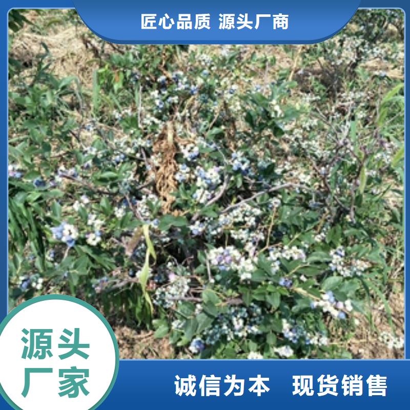 藍(lán)莓苗樹莓苗卓越品質(zhì)保障