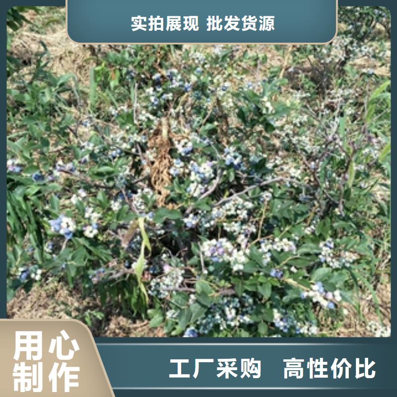 蓝莓苗-占地果树品质保障售后无忧