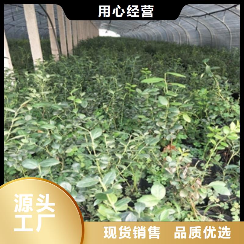 蓝莓苗泰山景松造型景松采购