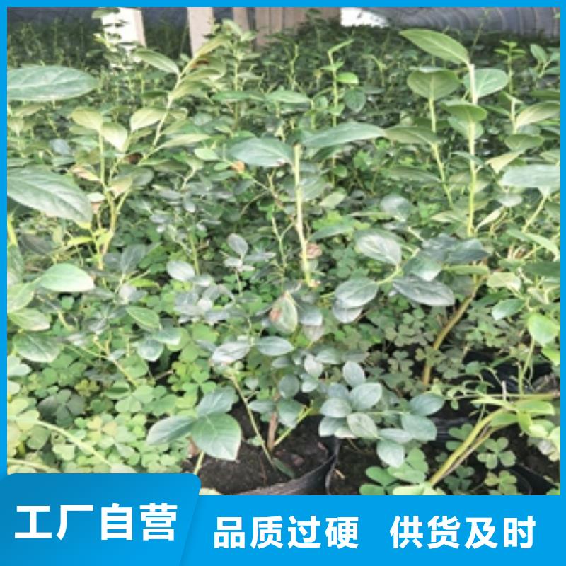 藍莓苗鈣果苗細節(jié)之處更加用心