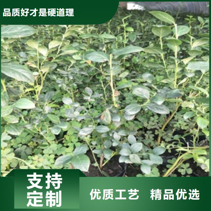 藍(lán)莓苗,泰山景松造型景松質(zhì)量不佳盡管來找我