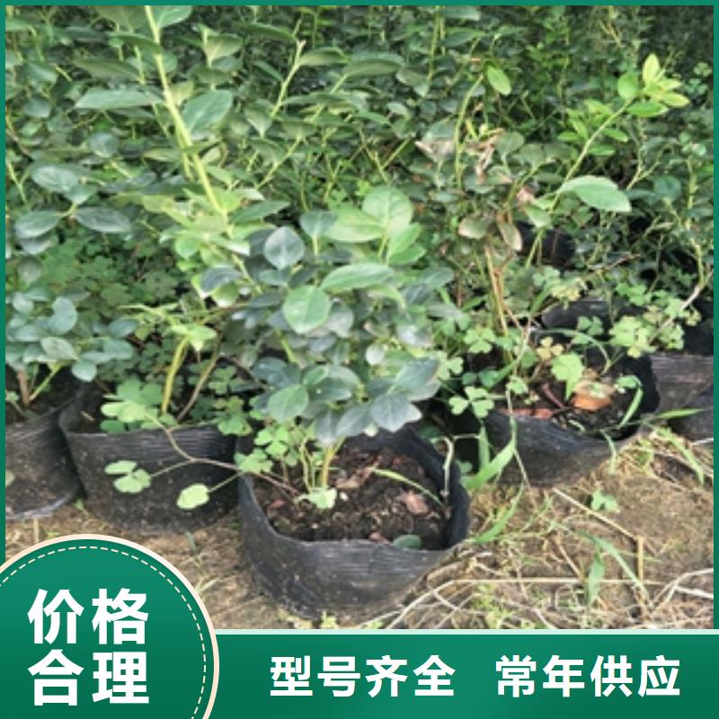 蓝莓苗泰山景松造型景松好品质用的放心